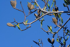 Aspidosperma
