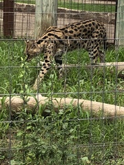 Leptailurus serval
