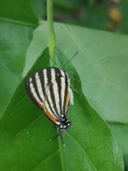 Arawacus lincoides