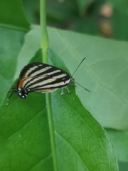 Arawacus lincoides