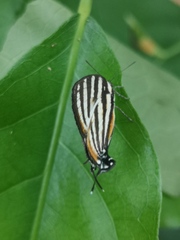 Arawacus lincoides