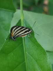Arawacus lincoides
