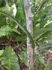 Selenicereus triangularis