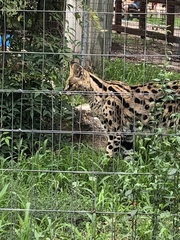 Leptailurus serval
