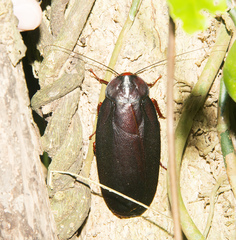 Megaloblatta blaberoides