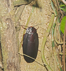 Megaloblatta blaberoides