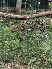 Leptailurus serval