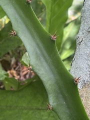 Selenicereus triangularis