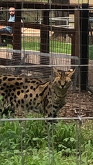 Leptailurus serval