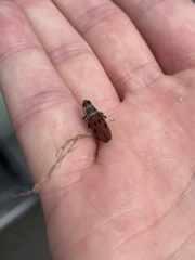 Anastrangalia laetifica