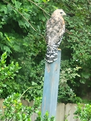 Buteo lineatus