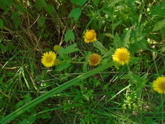 Pulicaria dysenterica