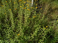 Pulicaria dysenterica