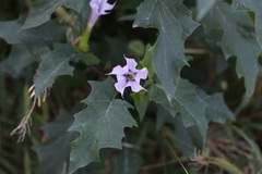 Datura stramonium