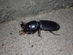 Scarites sulcatus