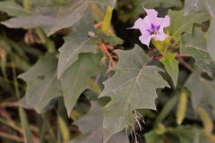 Datura stramonium