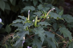 Datura stramonium
