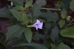 Datura stramonium