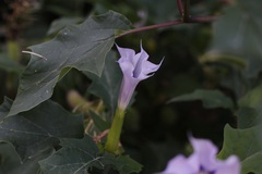 Datura stramonium