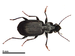 Stomatocoelus cordicollis