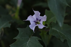 Datura stramonium