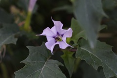 Datura stramonium