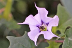 Datura stramonium
