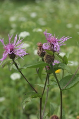 Centaurea phrygia carpatica