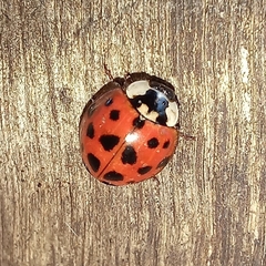 Harmonia axyridis