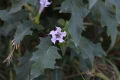 Datura stramonium
