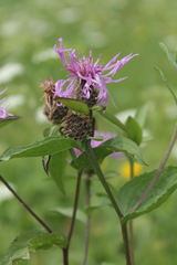 Centaurea phrygia carpatica