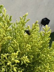 Enchenopa quadricolor