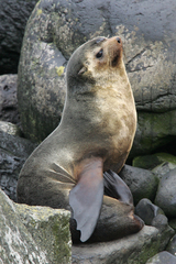 Subantarctic Fur Seal photo 3