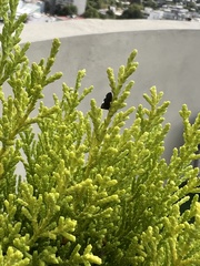 Enchenopa quadricolor