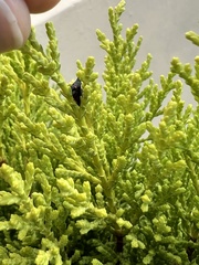 Enchenopa quadricolor