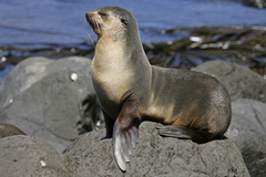 Subantarctic Fur Seal photo 4