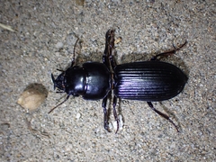 Scarites sulcatus