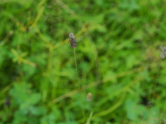 Phleum alpinum