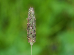 Phleum alpinum