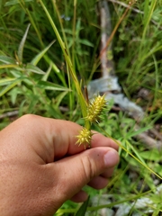 Carex cryptolepis