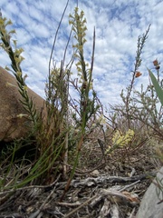 Struthiola fasciata