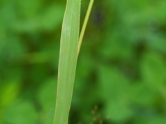 Phleum alpinum