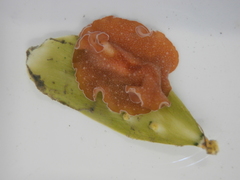 Yungia aurantiaca