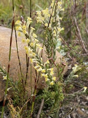 Struthiola fasciata