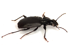 Stomatocoelus cordicollis