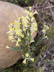 Struthiola fasciata