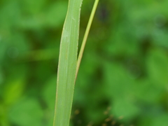Phleum alpinum