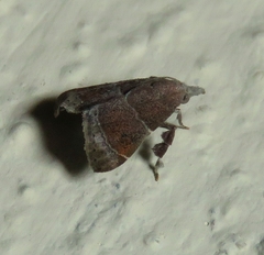 Streptopalpia