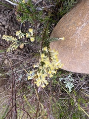 Struthiola fasciata