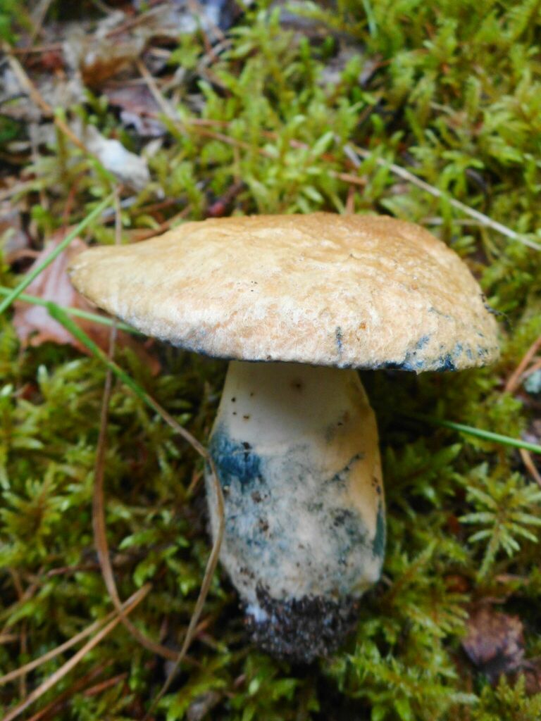 Cornflower Bolete from PushkinoGorskiy rayon, Pskov, Russia on August